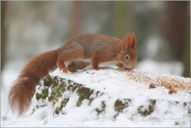 <p>VEVERKA OBECNÁ (Sciurus vulgaris) M. Boleslav - Štěpánka /Red squirrel - Eichhörnchen/</p>